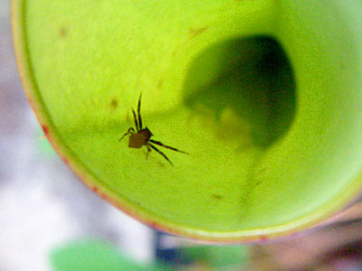 Crab spiders