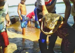 Ribeirinhos capturam cobra que pode ter engolido cinco Homens no interior do Amazonas