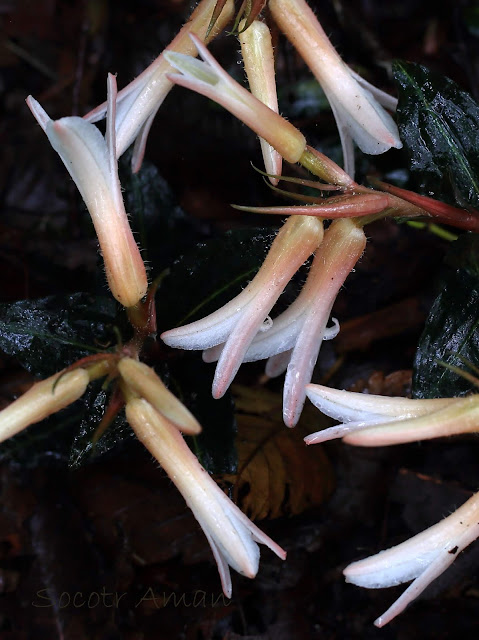 Goodyera biflora