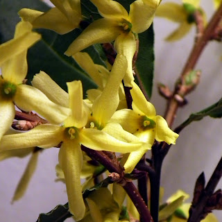 Forsythia flowers in bloom