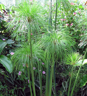 tanaman Cyperus Papyrus