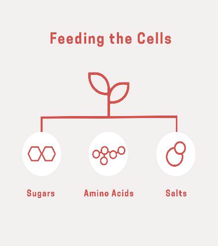 Memphis Meats-Meats Manufactured from Animal Cells