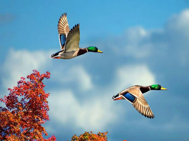 Two Flying Humming Bird Wallpaper