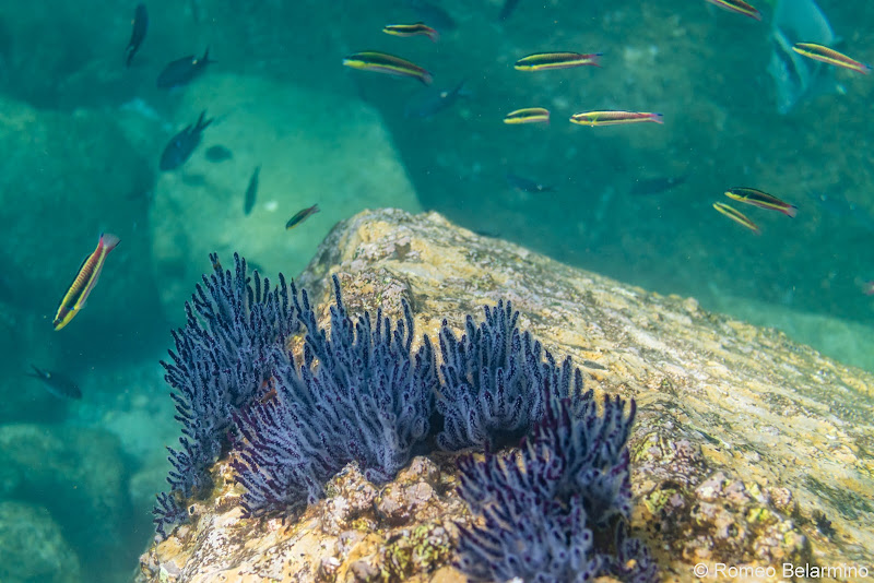 Santo Espiritu Island Reef Things to Do in La Paz Mexico