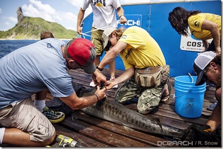 07312014_OCEARCH_Brazil_0818