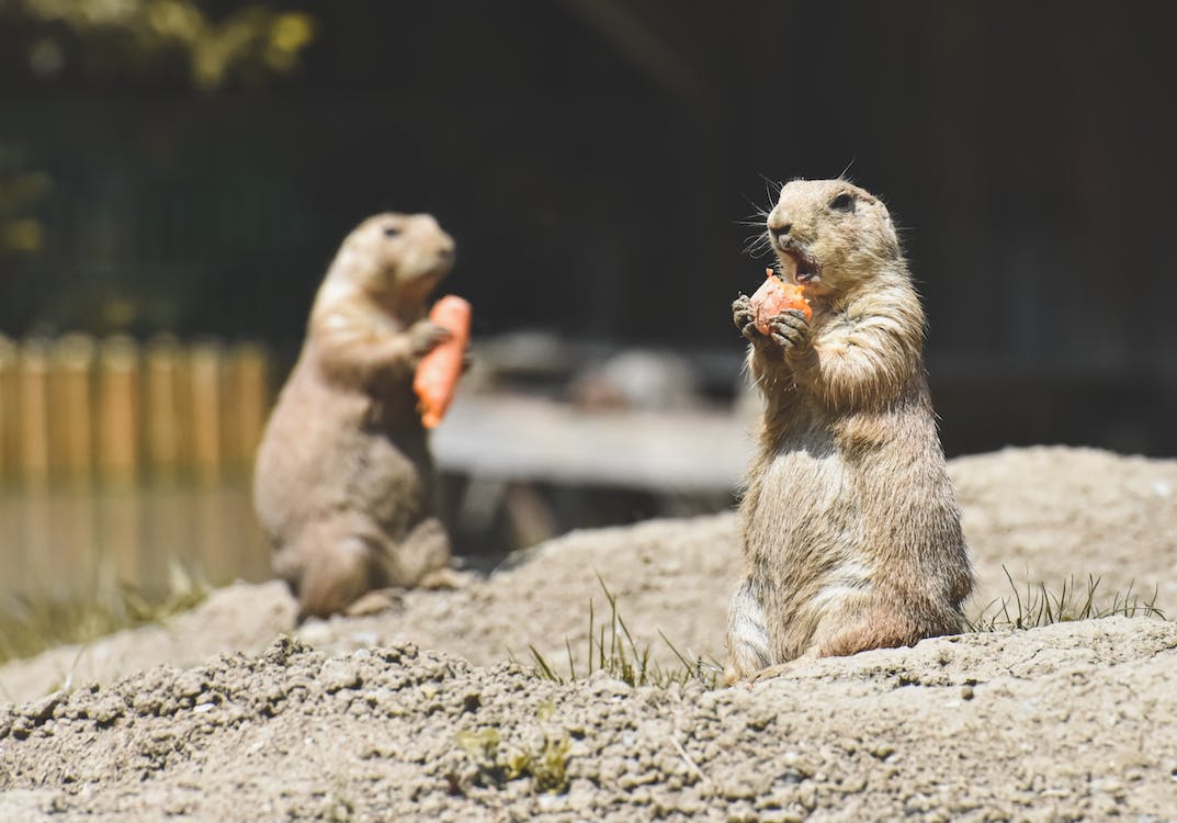 Two prairie dogs eating carrots