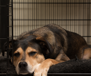 Black and tan crossbreed dog lay in an open dog crate