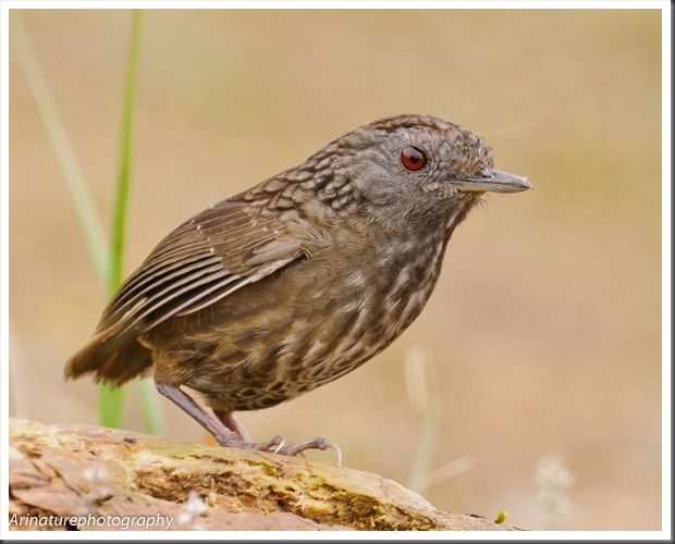 Streaked Wren Babbler