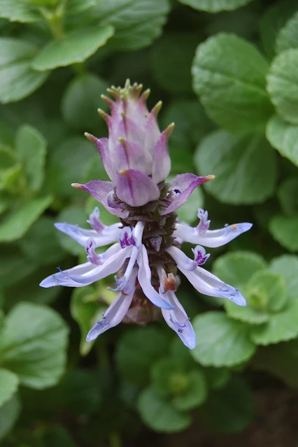 A particular herb forces cats to run a mile from your garden claims gardening expert