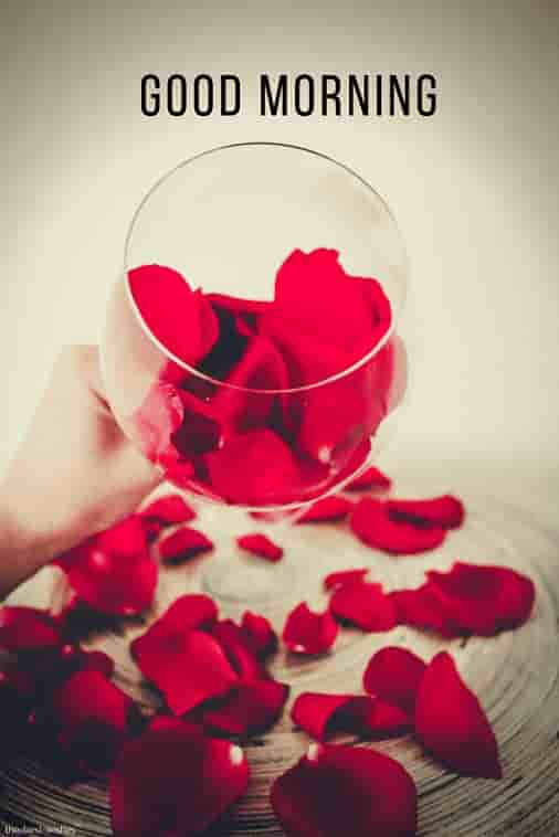 beautiful good morning hd image with red rose petals
