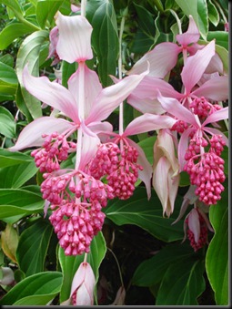 Medinilla