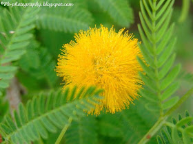 Acacia Flower