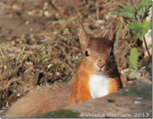 red-squirrel-1