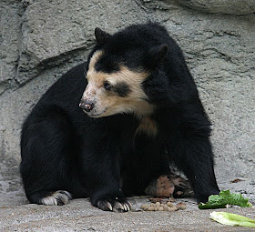 Spectacled Bear (Beruang Spectacled)