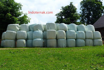 Rangkuman seputar Forages hijauan pakan Silage dan Hay 