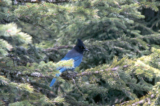 Blue Jay Bird Habitat