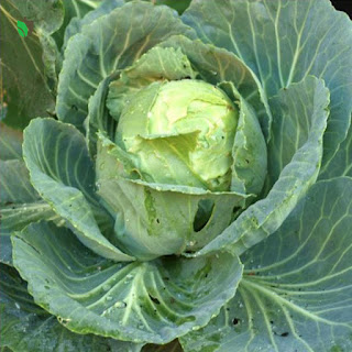 hat giong bap cai vang brassica oleracea hinh 2