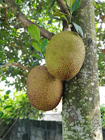 Jackfruit