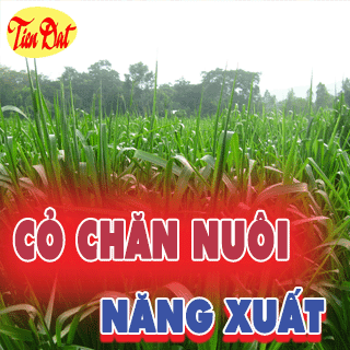 các loại cỏ năng xuất sử dụng chăn thả gia súc