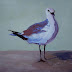 Florida Sea Gull Animal Paintings by Arizona Artist Amy Whitehouse