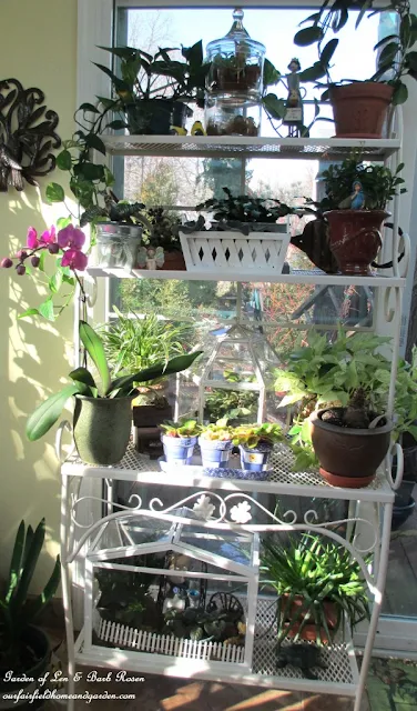 Winter Indoor Sanctuary with Houseplants