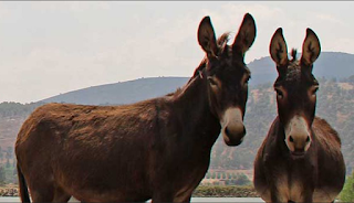 Donkeys in Israel