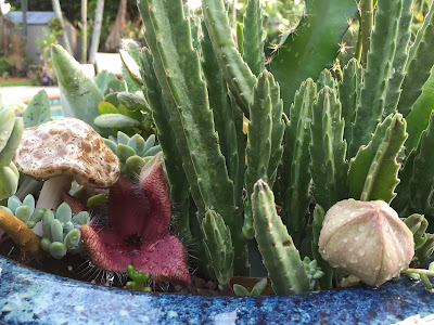 Asclepiadaceae Stapelia Cactus Flowers - Perennial Succulents