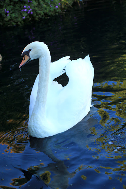 Swan at The Lake Shrine - Center for Self Realization in Los Angeles, CA