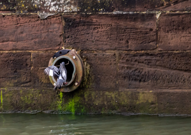 Photo of Mr pigeon arriving at the hole with nesting material