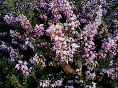 Evergreen shrub with small, light pink flowers growing in stalk-like clusters.