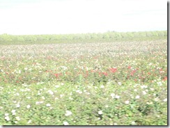 DSCN1325