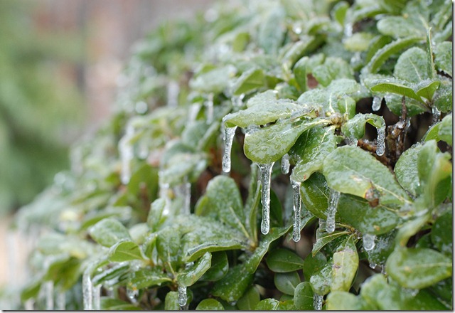 ice on bush