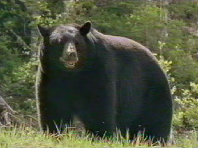 Spring Black Bear Hunting