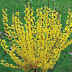 Mini forsythias for small gardens & containers