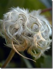 albicoma_seed_hornig