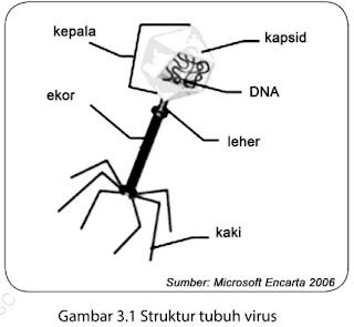 Struktur tubuh virus