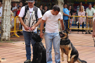 Los perros de la asociación GT Wurssy causan admiración en las fiestas de El Regato