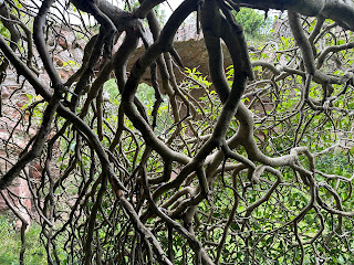 A photo of a tangle of tree branches that almost look like roots.  Photo by Kevin Nosferatu for the Skulferatu Project.