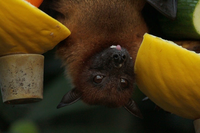 Wuhan Institute recognizes "bat research" and accuses Trump of "fabrication"