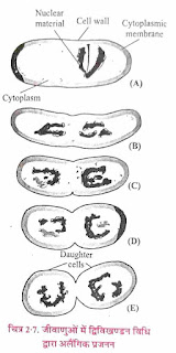 Reproduction by Binary Fission in Bacteria