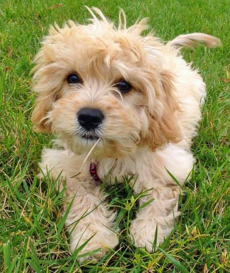Top 5 Most Affectionate Dog Breeds