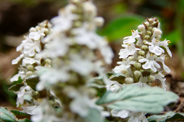 Ajuga nipponensis