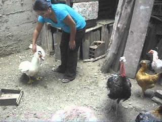 alimentando gallinas en traspatio
