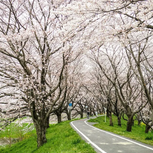 荒川自転車道　さくら堤公園　桜