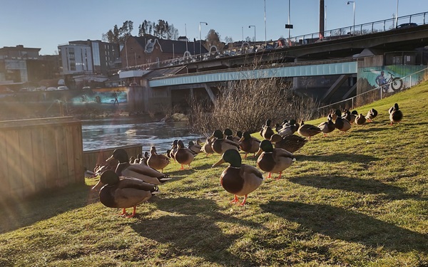 hønefoss elvelangs