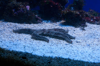 Oceanographic Museum, MONACO, океанографический музей, Монако