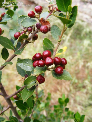 http://www.biodiversidadvirtual.org/herbarium/Rhamnus-alaternus-L.-img164535.html