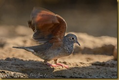 Inca Dove (Columbina inca)