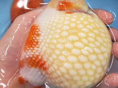 [新しいコレクション] ピンポン玉 金魚 331771-ピンポン玉 金魚