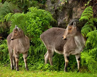 Climate Change Threatening 60% of the Endangered Nilgiri Tahr's Habitat